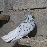 دم سفید نرو ماده