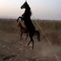 کره اسب مشکی نر|اسب و تجهیزات اسب‌سواری|تاکستان, |دیوار