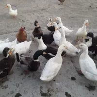 اردک محلی نر