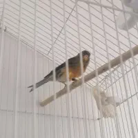 قناری سوخته نر|پرنده|بم, |دیوار