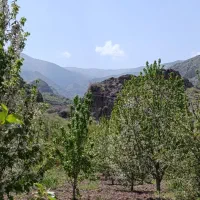 باغ گیلاس زمین 6500متر بهر آسفالت|فروش دفتر صنعتی، کشاورزی، تجاری|قزوین, |دیوار