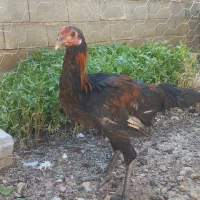 خروس لاری سرحال بزرگ هیکلی ۵ ماهه