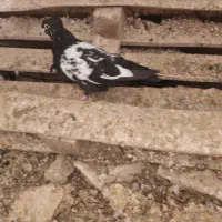 یک جفت آلمانی سیاه چند پر انداختن