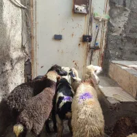 تعدا 8راس گوسفند میش و بره مالچه