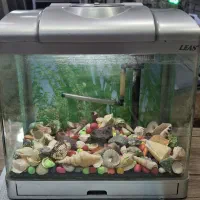 آکواریوم شرکتی