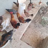 فروش خروس محلی