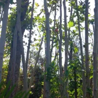 انواع درخت ۳و۴ساله ریشه پر زیر قیمت|گل و گیاه طبیعی|شهریار, رزکان|دیوار