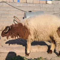 2راس به چا و درجه 1 خروف|حیوانات مزرعه|کرخه, |دیوار