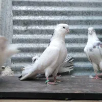 کبوتر نقابی|پرنده|هرسین, |دیوار