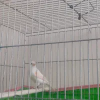 قناری مزایکی نروماده کارداده|پرنده|محمدشهر, شهرک پیام (مهرالبرز)|دیوار