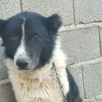 واگذاری سگ قدرجونی