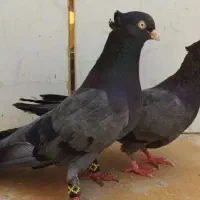 کفتر سبز آبادانی