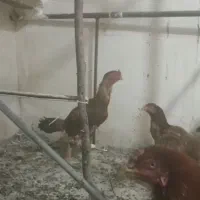 مرغ خروس لاری|پرنده|رودهن, |دیوار