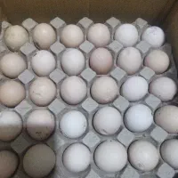 تخم مرغ نوک زده رسمی