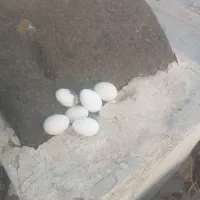 تخم نطفه دار گلین