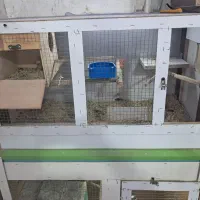 قفس پرنده|لوازم جانبی حیوانات|بندر ماهشهر, |دیوار