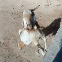 نربز جلو کش