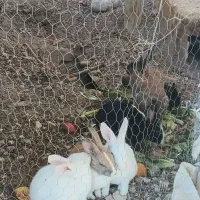 خرگوش خفن-باهوش