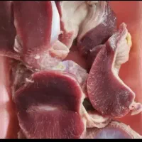 سنگدان تازه و منجمد شمش شده