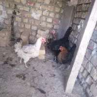4 عدد مرغ|حیوانات مزرعه|اصفهان, قهجاورستان|دیوار