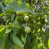 باغ گردو در نوبران