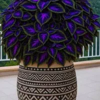 انواع گیاهان آپارتمانی.باغچه‌ای‌.شاخه‌ای زیر قیمت