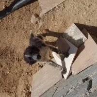 سگ معاوضه با پرنده|سگ|لردگان, |دیوار