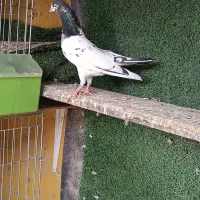 کبوتر پاکستانی