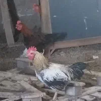 خروس اصیل و کفتر کبوتر و بره چاق|حیوانات مزرعه|مشهد, امیریه|دیوار