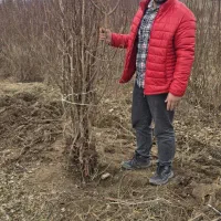 با خرید نهال بادام یه آینده پر برکت برا باغت بساز|خدمات باغبانی و درختکاری|شهرکرد, |دیوار