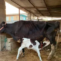گاو گوساله دار