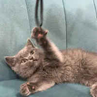 فروش گربه بریتیش|گربه|بندر ماهشهر, |دیوار