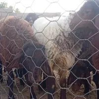 بره هترو