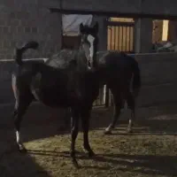 کره نریون از سیلمی سیروان لارتی