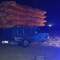 کاه نخود