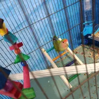 طوطی برزیلی