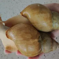 حلزون