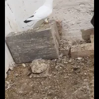 کفتر دم سیاه