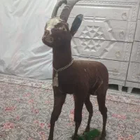 مجسمه حیوان طبیعی