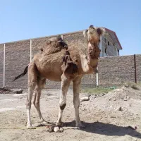 شتر نر لوک|حیوانات مزرعه|قم, شهر قائم|دیوار