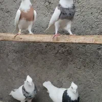 طوقی|پرنده|شاهرود, |دیوار