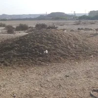 کود گوسفندی|خدمات باغبانی و درختکاری|بندرعباس, |دیوار