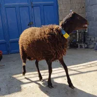 مژده مرکز اصلاح نژاد میش در شهرستان.همو ‌و...|حیوانات مزرعه|بهبهان, |دیوار