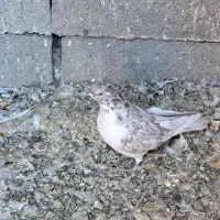 کبوتر آماده جلد کردن|پرنده|زید آباد, |دیوار