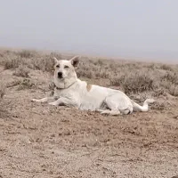 پاپی|سگ|تربت جام, جامرود|دیوار