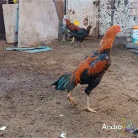 خروس لاری اصیل