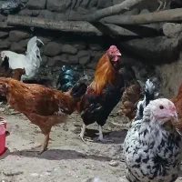 خروس گلین سفید نیمچه مرندی فریک لاری جوان|حیوانات مزرعه|آبیک, |دیوار