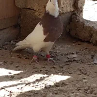 طوقی سرخ نر کاکل مست|پرنده|زهک, |دیوار