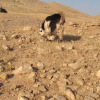 بیگ گله داری|حیوانات مزرعه|مسجد سلیمان, |دیوار