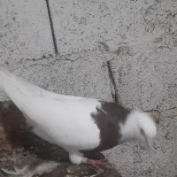 کفتر طوقی سرخ نر بدون غلط عروسک معاوظه با زاغ نر|پرنده|قائم‌شهر, |دیوار